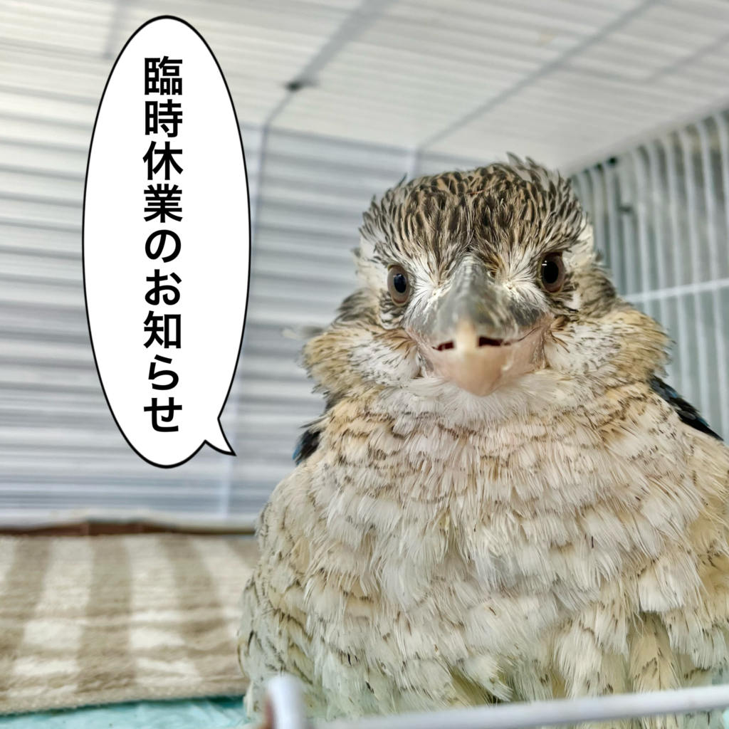 臨時休業のお知らせ📢