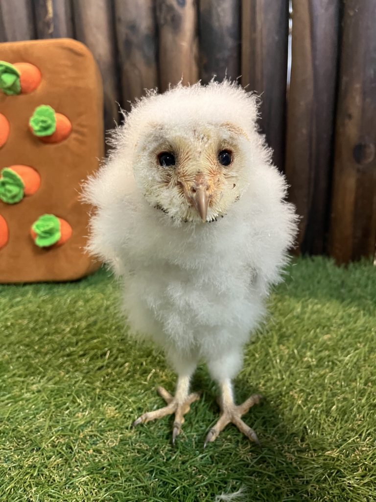 メンフクロウのベビーご家族様募集中です❣️